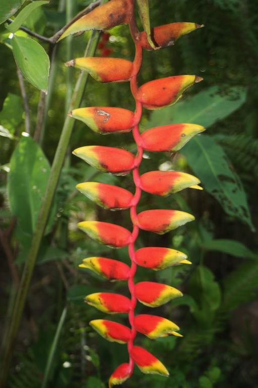 Отель Botanica Кеп Экстерьер фото